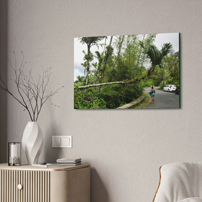 Canvas Stretched - Forest@Home - El Yunque - The Mt Britton Trail parking lot - just before the gate & Tradewinds trail entrance - Green Forest Home