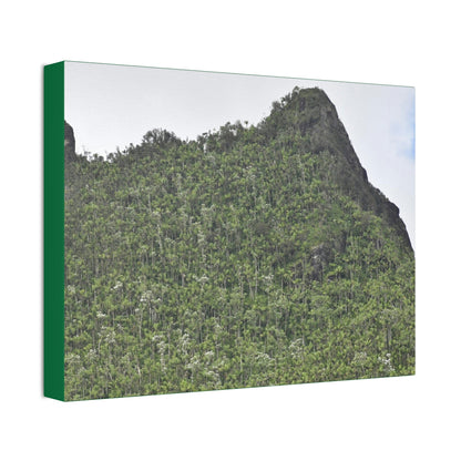 Canvas Stretched - Forest@Home - El Yunque - The peaks near El Yunque peak in recovery after the Hurricane Maria 140mph winds - Green Forest Home