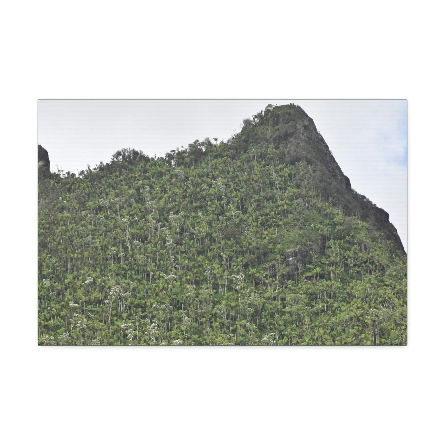 Canvas Stretched - Forest@Home - El Yunque - The peaks near El Yunque peak in recovery after the Hurricane Maria 140mph winds - Green Forest Home