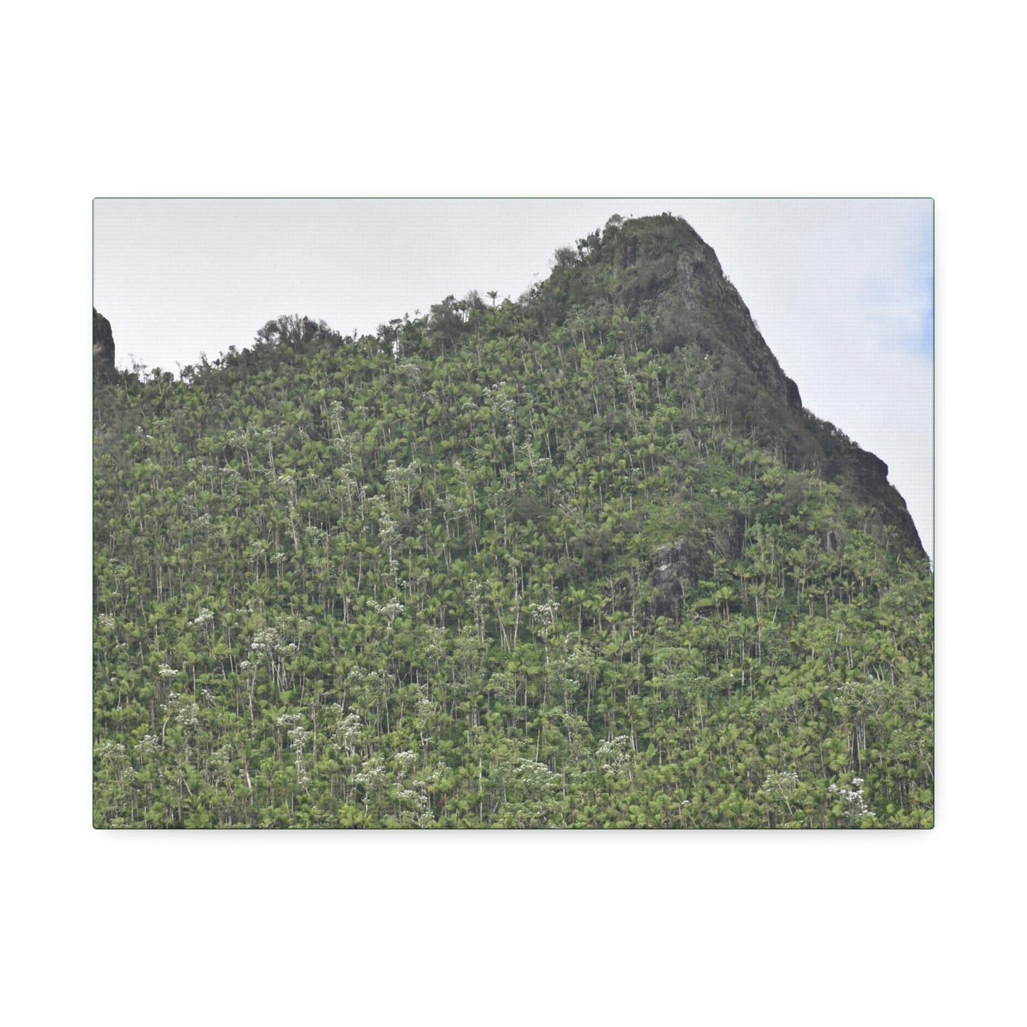 Canvas Stretched - Forest@Home - El Yunque - The peaks near El Yunque peak in recovery after the Hurricane Maria 140mph winds - Green Forest Home