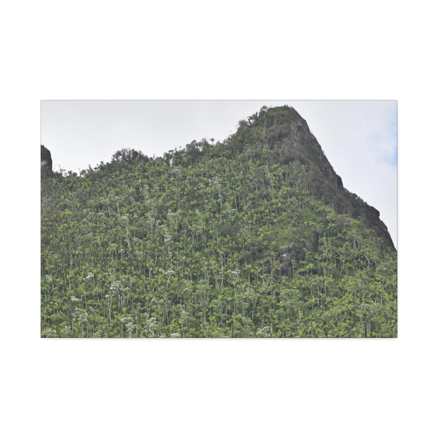 Canvas Stretched - Forest@Home - El Yunque - The peaks near El Yunque peak in recovery after the Hurricane Maria 140mph winds - Green Forest Home
