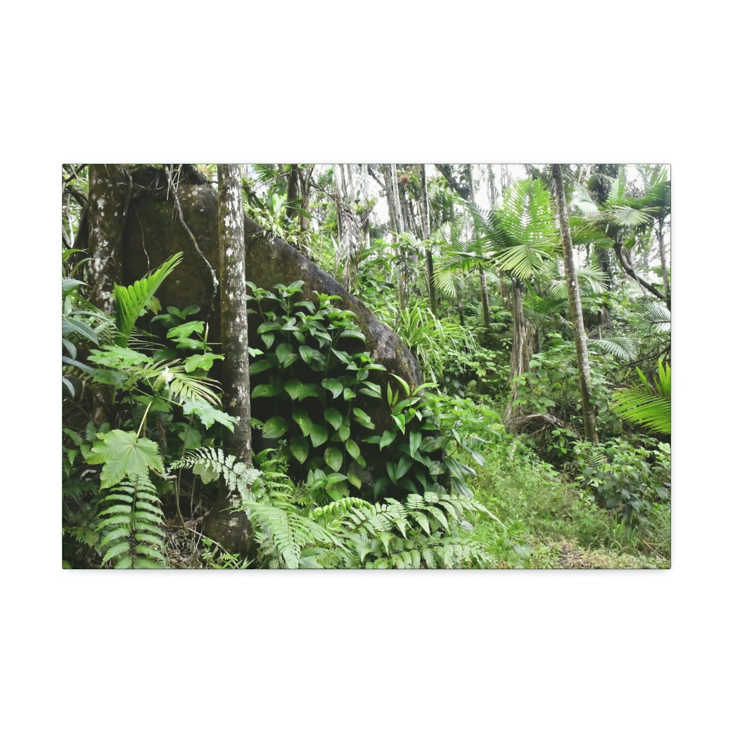 Canvas Stretched - Forest@Home - El Yunque - With 200 inches of rain/year it supports 250 tree species - boulder in Tradewinds trail - Green Forest Home