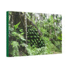 Canvas Stretched - Forest@Home - El Yunque - With 200 inches of rain/year it supports 250 tree species - boulder in Tradewinds trail - Green Forest Home