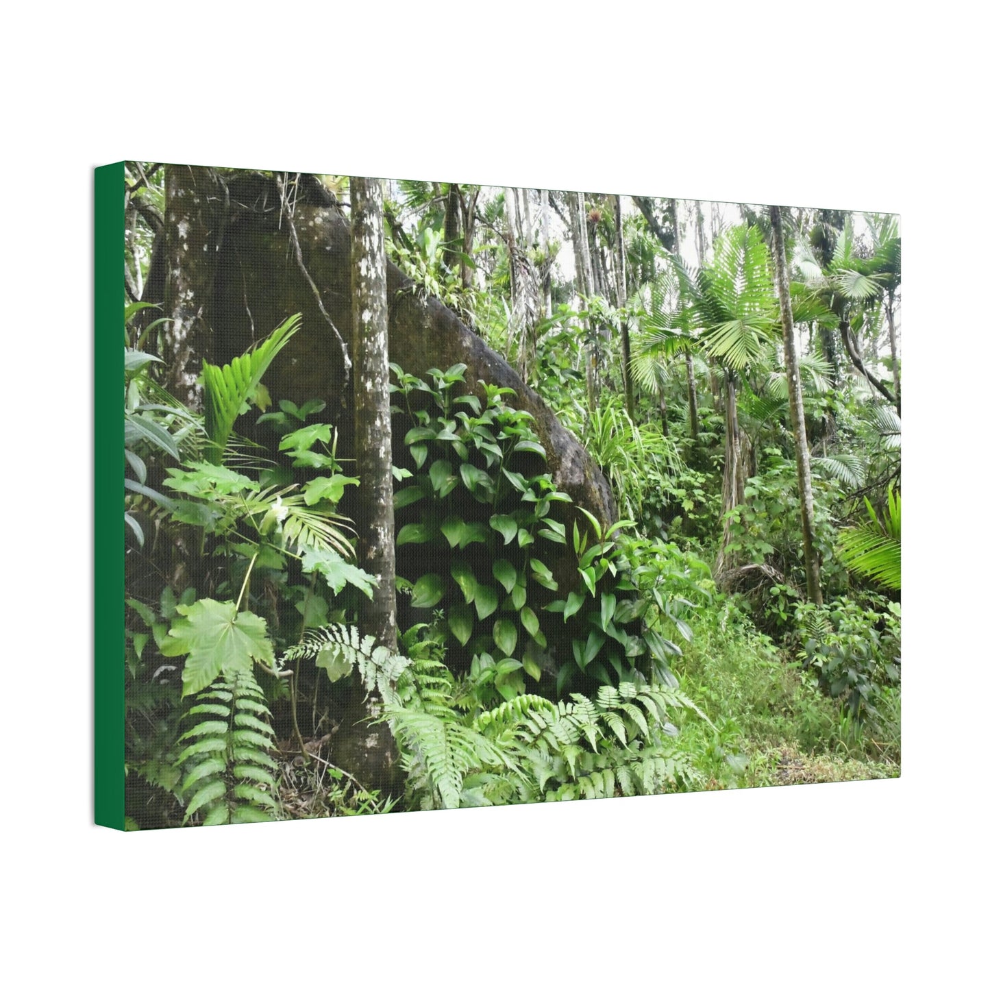 Canvas Stretched - Forest@Home - El Yunque - With 200 inches of rain/year it supports 250 tree species - boulder in Tradewinds trail - Green Forest Home