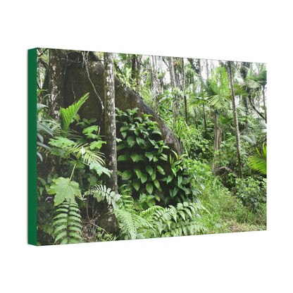 Canvas Stretched - Forest@Home - El Yunque - With 200 inches of rain/year it supports 250 tree species - boulder in Tradewinds trail - Green Forest Home