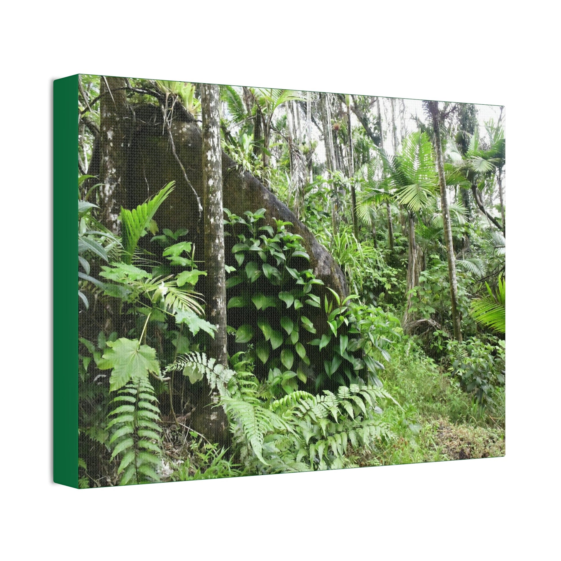 Canvas Stretched - Forest@Home - El Yunque - With 200 inches of rain/year it supports 250 tree species - boulder in Tradewinds trail - Green Forest Home