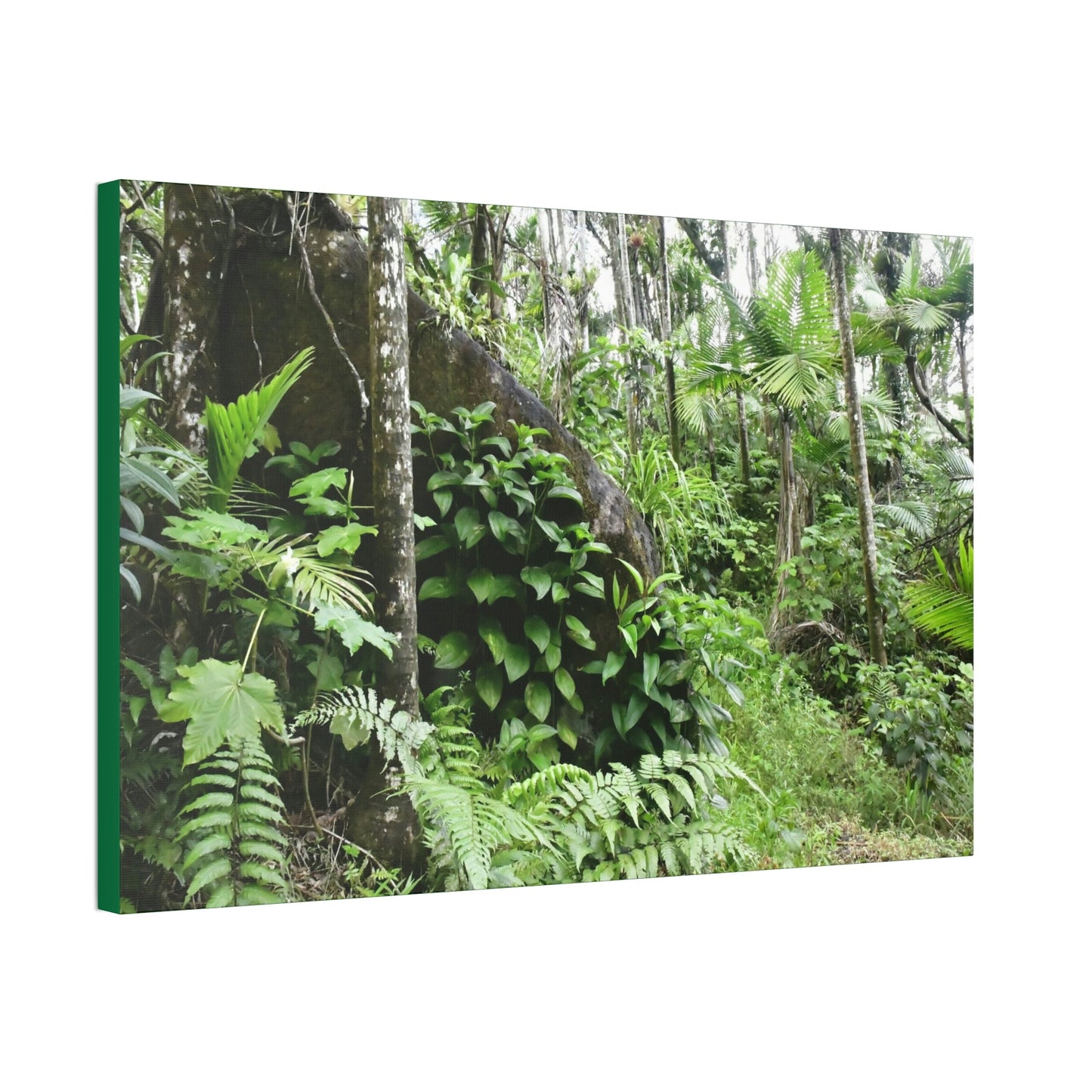Canvas Stretched - Forest@Home - El Yunque - With 200 inches of rain/year it supports 250 tree species - boulder in Tradewinds trail - Green Forest Home