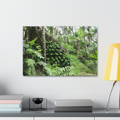 Canvas Stretched - Forest@Home - El Yunque - With 200 inches of rain/year it supports 250 tree species - boulder in Tradewinds trail - Green Forest Home