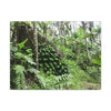 Canvas Stretched - Forest@Home - El Yunque - With 200 inches of rain/year it supports 250 tree species - boulder in Tradewinds trail - Green Forest Home