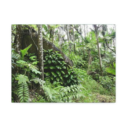 Canvas Stretched - Forest@Home - El Yunque - With 200 inches of rain/year it supports 250 tree species - boulder in Tradewinds trail - Green Forest Home