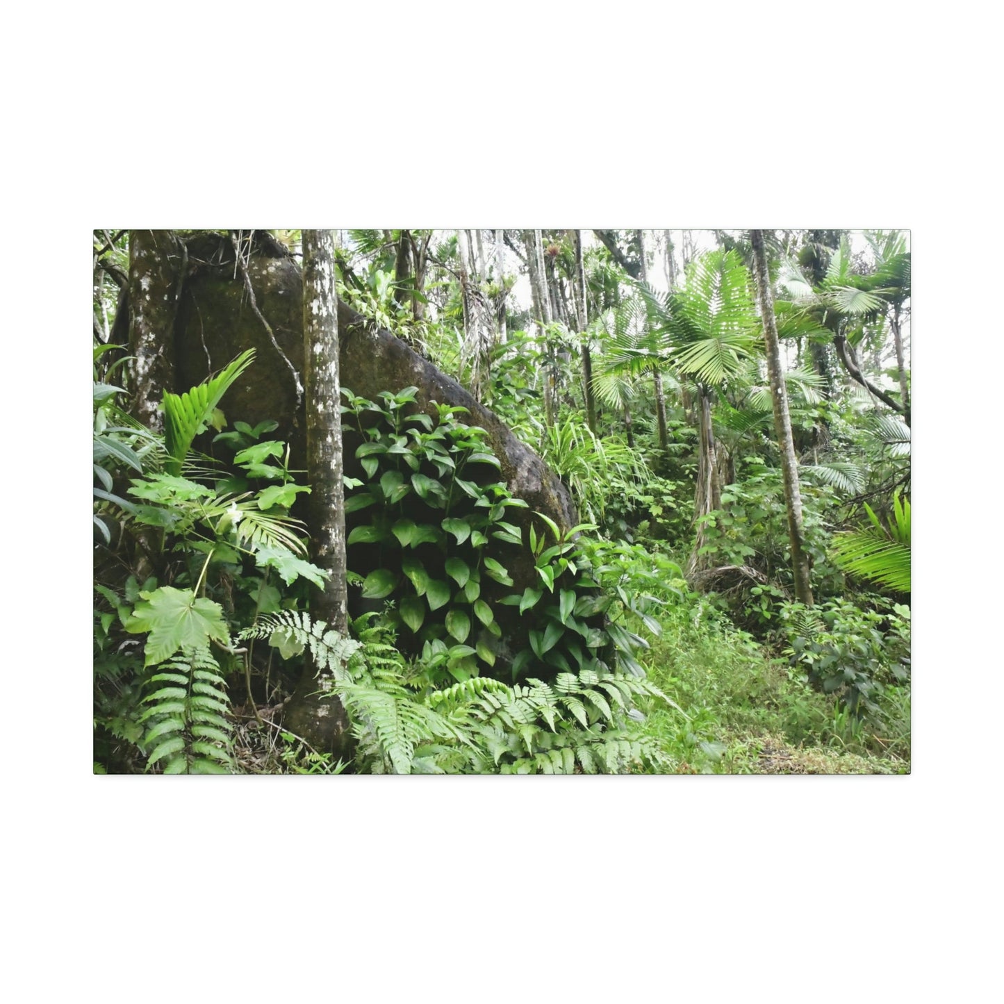 Canvas Stretched - Forest@Home - El Yunque - With 200 inches of rain/year it supports 250 tree species - boulder in Tradewinds trail - Green Forest Home