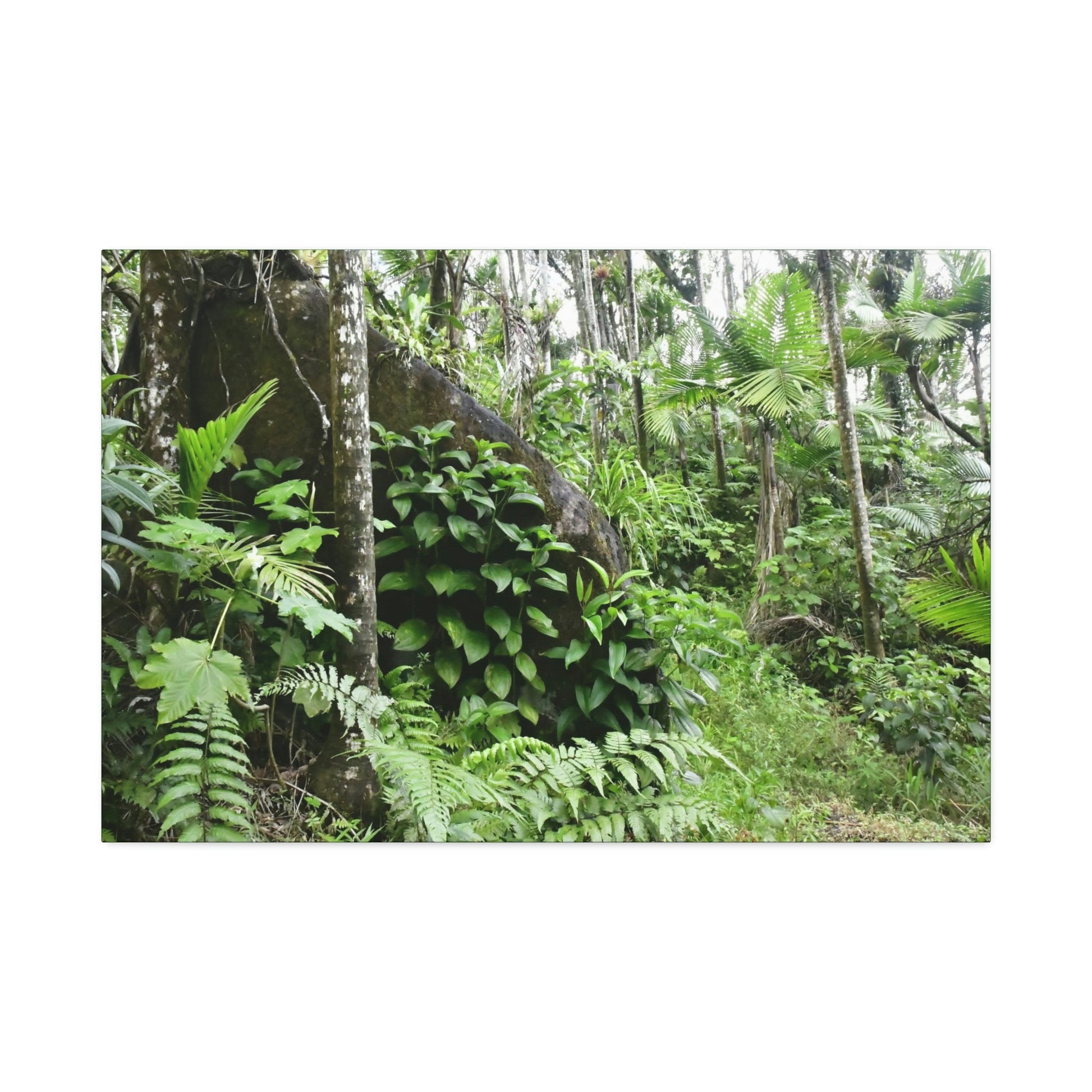 Canvas Stretched - Forest@Home - El Yunque - With 200 inches of rain/year it supports 250 tree species - boulder in Tradewinds trail - Green Forest Home