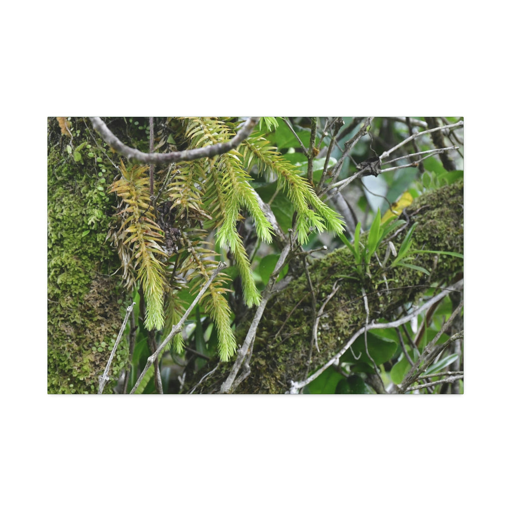 Canvas Stretched - Forest@Home - El Yunque - With 200 inches of rain/year it supports 250 tree species in 30,000 acres - Green Forest Home