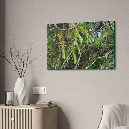 Canvas Stretched - Forest@Home - El Yunque - With 200 inches of rain/year it supports 250 tree species in 30,000 acres - Green Forest Home