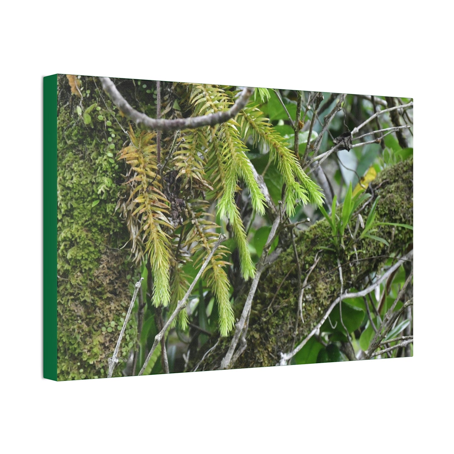 Canvas Stretched - Forest@Home - El Yunque - With 200 inches of rain/year it supports 250 tree species in 30,000 acres - Green Forest Home