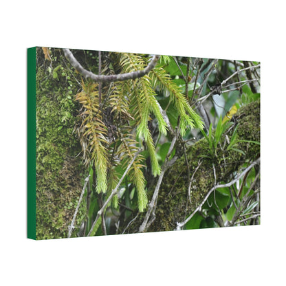 Canvas Stretched - Forest@Home - El Yunque - With 200 inches of rain/year it supports 250 tree species in 30,000 acres - Green Forest Home