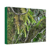 Canvas Stretched - Forest@Home - El Yunque - With 200 inches of rain/year it supports 250 tree species in 30,000 acres - Green Forest Home