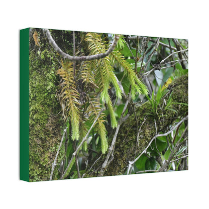Canvas Stretched - Forest@Home - El Yunque - With 200 inches of rain/year it supports 250 tree species in 30,000 acres - Green Forest Home