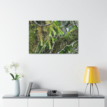 Canvas Stretched - Forest@Home - El Yunque - With 200 inches of rain/year it supports 250 tree species in 30,000 acres - Green Forest Home