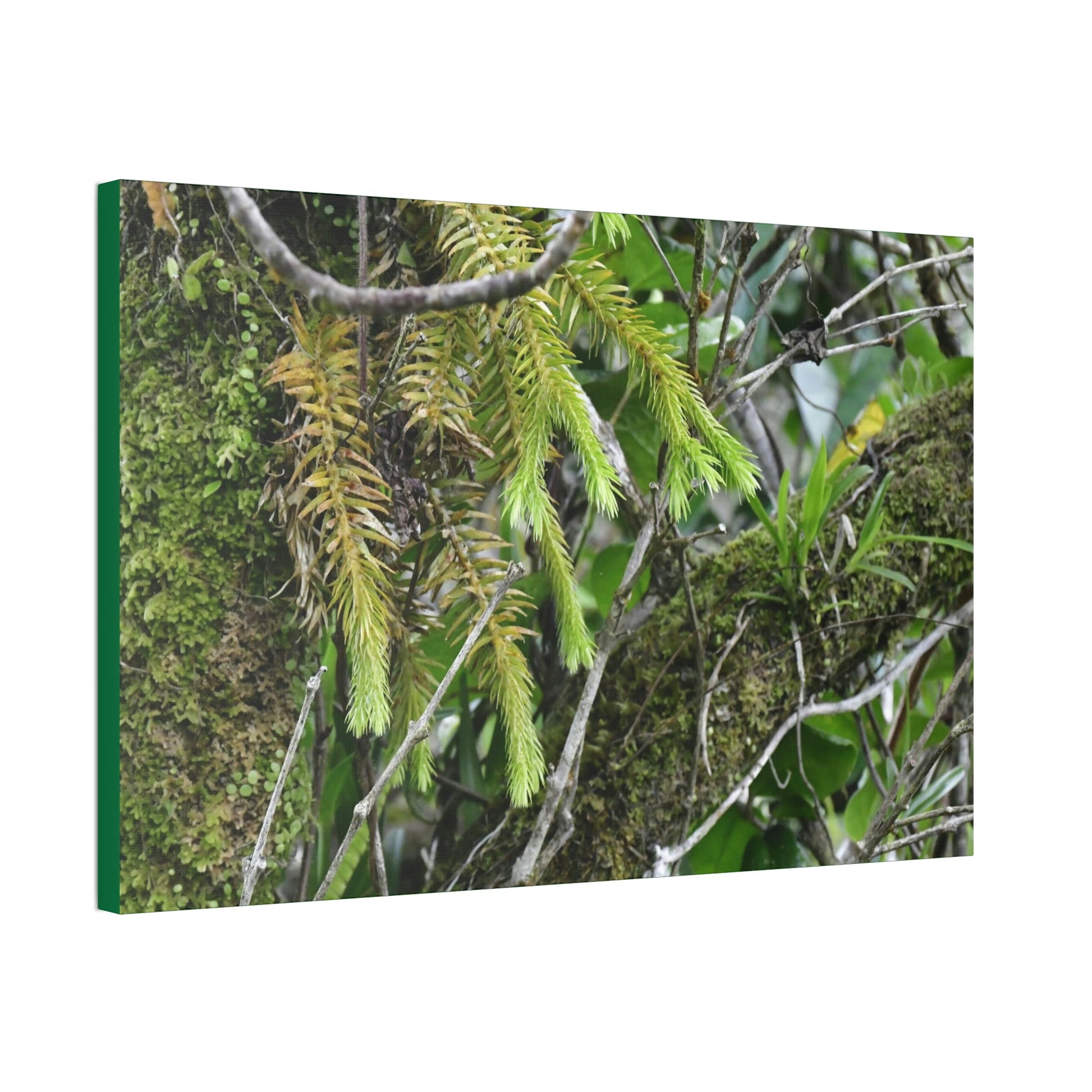 Canvas Stretched - Forest@Home - El Yunque - With 200 inches of rain/year it supports 250 tree species in 30,000 acres - Green Forest Home