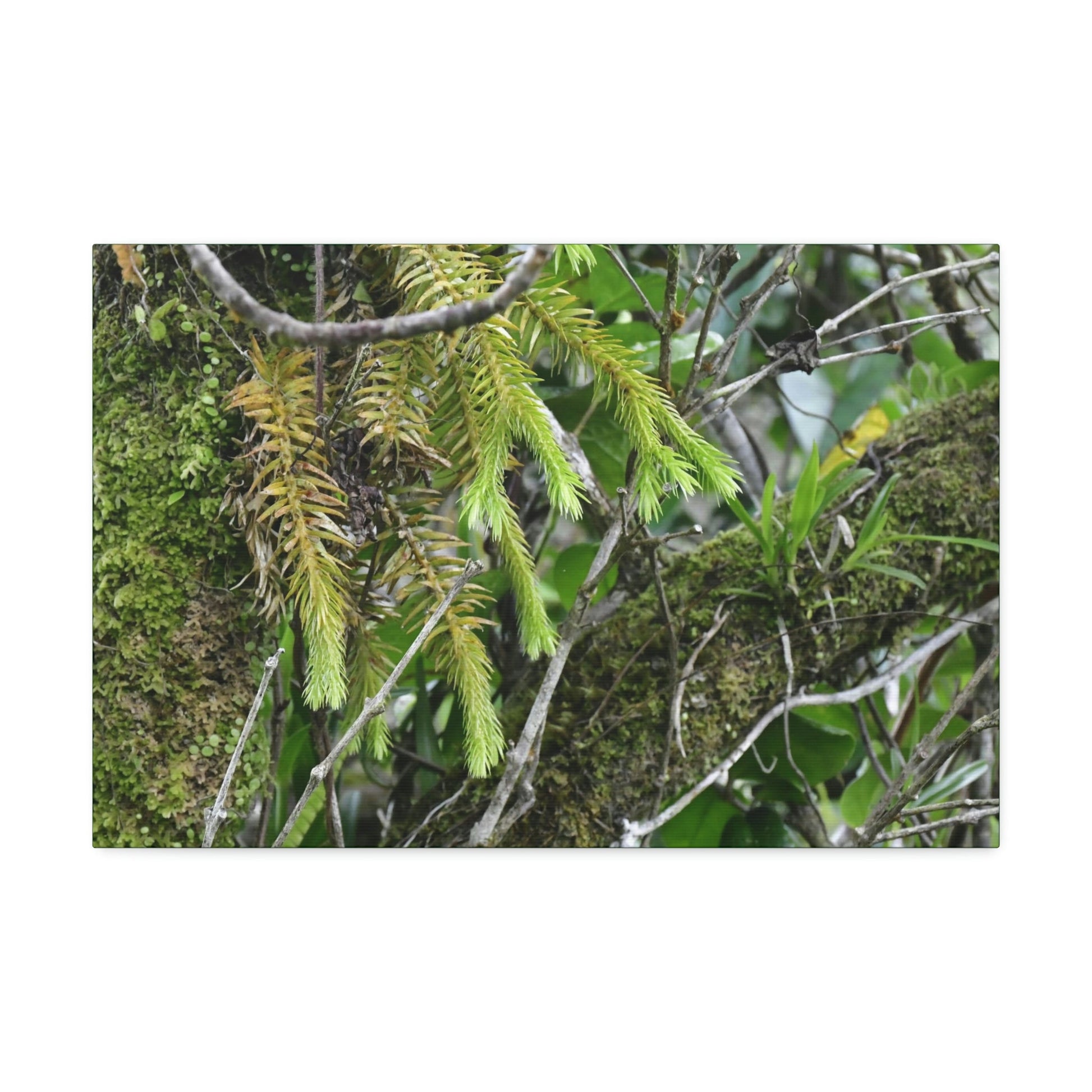 Canvas Stretched - Forest@Home - El Yunque - With 200 inches of rain/year it supports 250 tree species in 30,000 acres - Green Forest Home