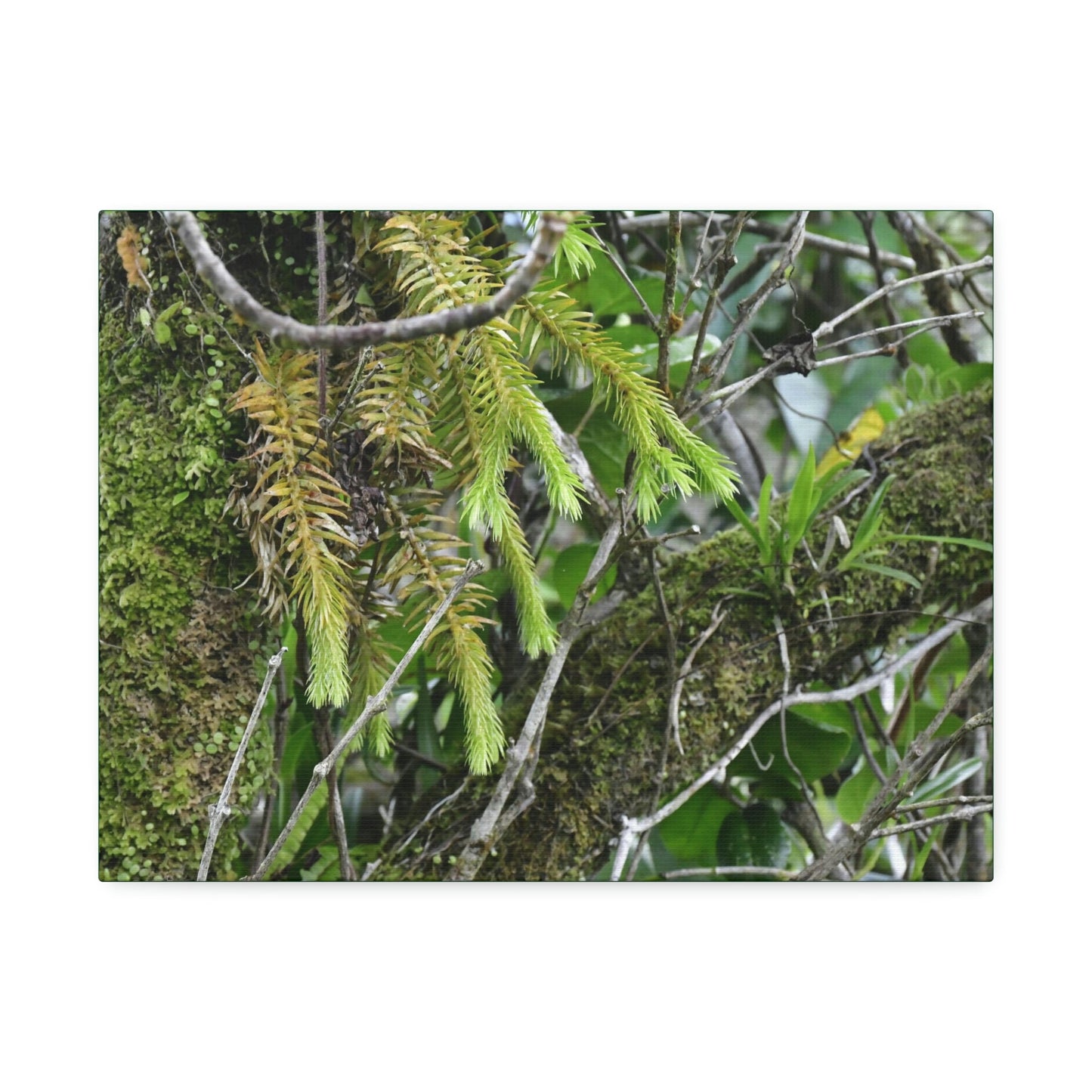 Canvas Stretched - Forest@Home - El Yunque - With 200 inches of rain/year it supports 250 tree species in 30,000 acres - Green Forest Home