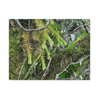 Canvas Stretched - Forest@Home - El Yunque - With 200 inches of rain/year it supports 250 tree species in 30,000 acres - Green Forest Home