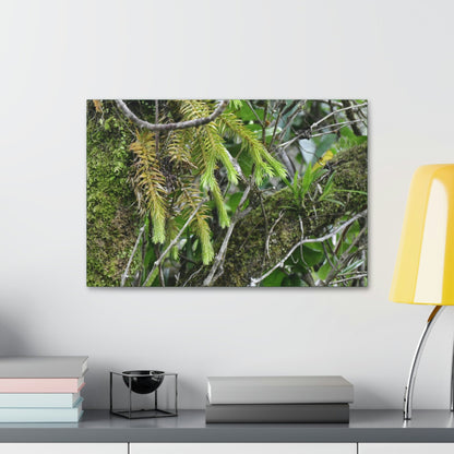 Canvas Stretched - Forest@Home - El Yunque - With 200 inches of rain/year it supports 250 tree species in 30,000 acres - Green Forest Home