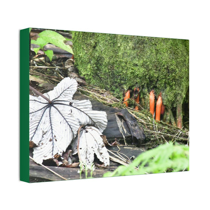 Canvas Stretched - Forest@Home - El Yunque - Yagrumo leaf near palm tree orange roots - Tradewinds - Green Forest Home