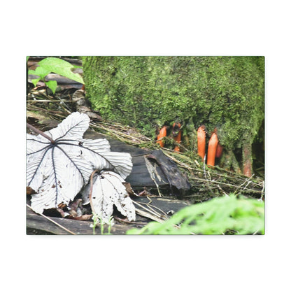 Canvas Stretched - Forest@Home - El Yunque - Yagrumo leaf near palm tree orange roots - Tradewinds - Green Forest Home