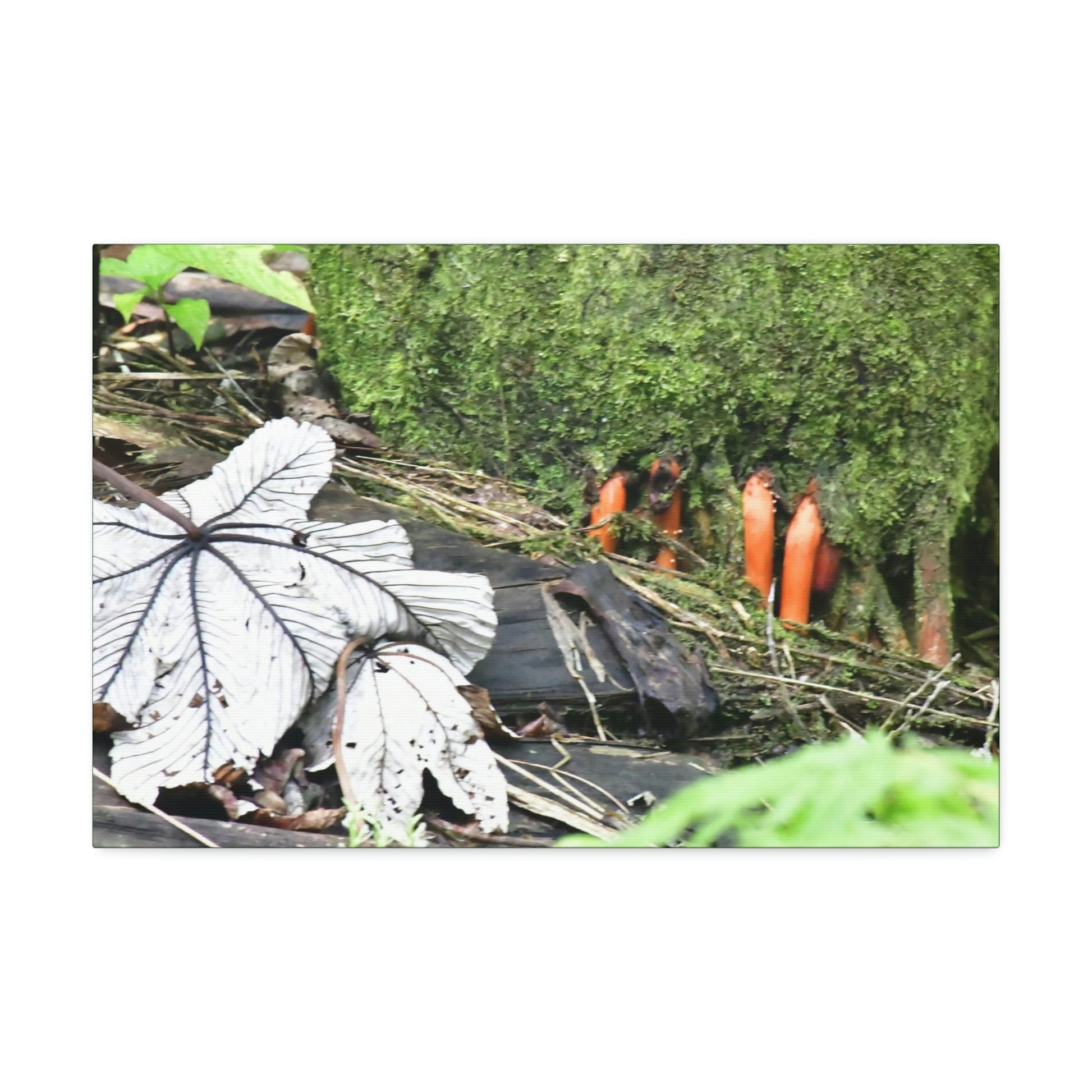 Canvas Stretched - Forest@Home - El Yunque - Yagrumo leaf near palm tree orange roots - Tradewinds - Green Forest Home