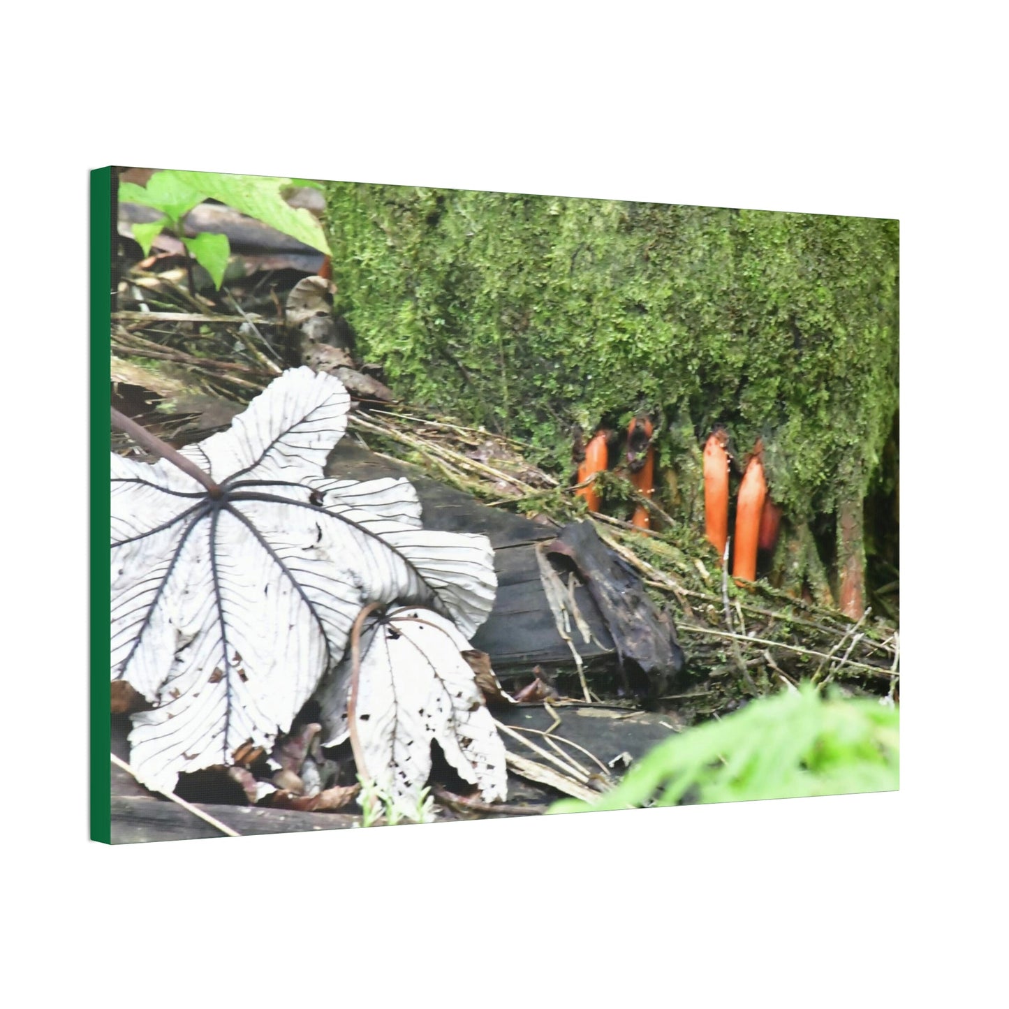 Canvas Stretched - Forest@Home - El Yunque - Yagrumo leaf near palm tree orange roots - Tradewinds - Green Forest Home