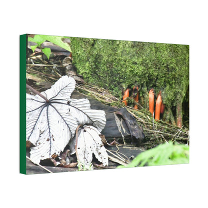 Canvas Stretched - Forest@Home - El Yunque - Yagrumo leaf near palm tree orange roots - Tradewinds - Green Forest Home