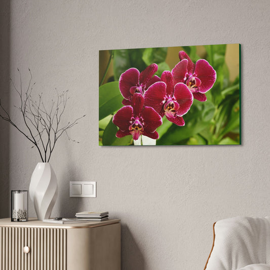 Canvas Stretched - Orchids from Isabela PR - wine color to fill home with nectar - Green Forest Home