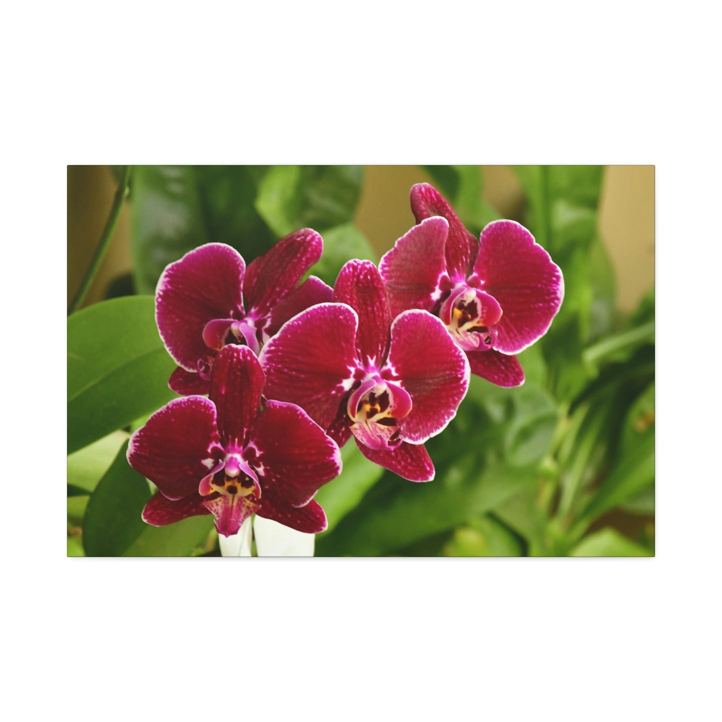 Canvas Stretched - Orchids from Isabela PR - wine color to fill home with nectar - Green Forest Home