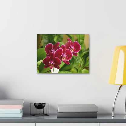 Canvas Stretched - Orchids from Isabela PR - wine color to fill home with nectar - Green Forest Home