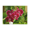 Canvas Stretched - Orchids from Isabela PR - wine color to fill home with nectar - Green Forest Home