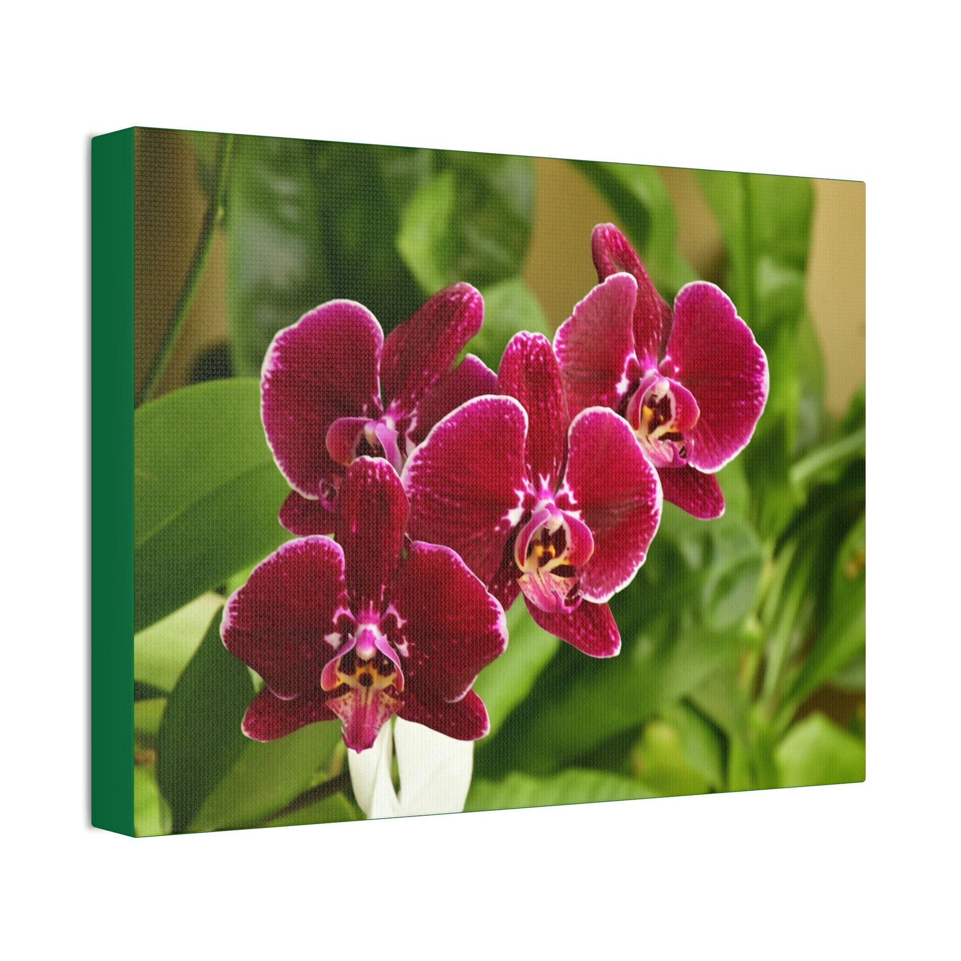 Canvas Stretched - Orchids from Isabela PR - wine color to fill home with nectar - Green Forest Home