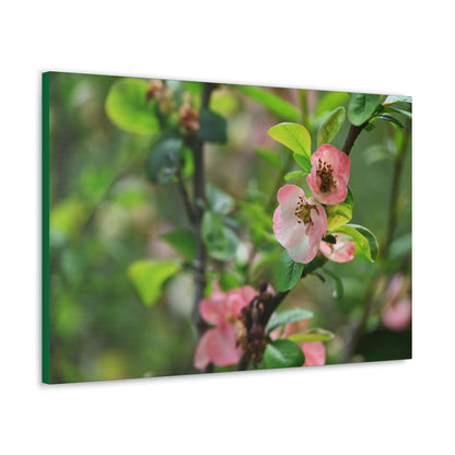 Classic Canvas - Flowering quince ( Chaenomeles speciosa ) flowers. Japan. - Multiple sizes - green sides - great quality - Green Forest Home