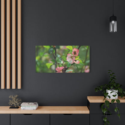 Classic Canvas - Flowering quince ( Chaenomeles speciosa ) flowers. Japan. - Multiple sizes - green sides - great quality - Green Forest Home