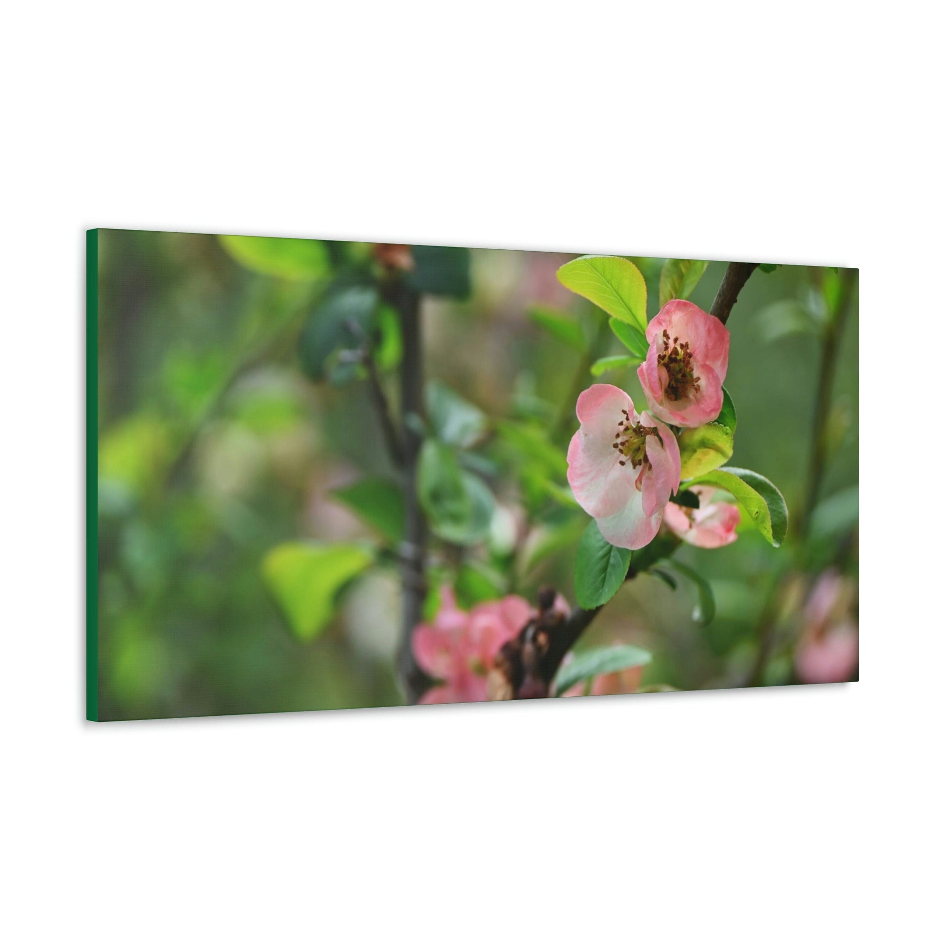 Classic Canvas - Flowering quince ( Chaenomeles speciosa ) flowers. Japan. - Multiple sizes - green sides - great quality - Green Forest Home