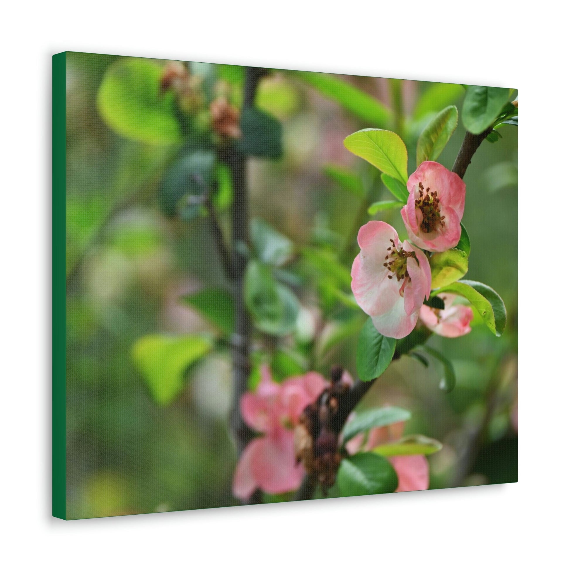 Classic Canvas - Flowering quince ( Chaenomeles speciosa ) flowers. Japan. - Multiple sizes - green sides - great quality - Green Forest Home