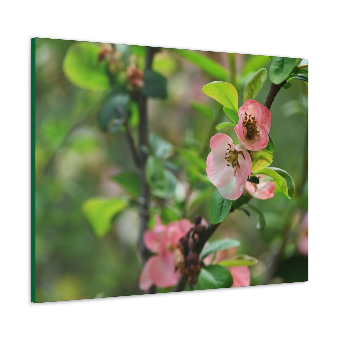 Classic Canvas - Flowering quince ( Chaenomeles speciosa ) flowers. Japan. - Multiple sizes - green sides - great quality - Green Forest Home