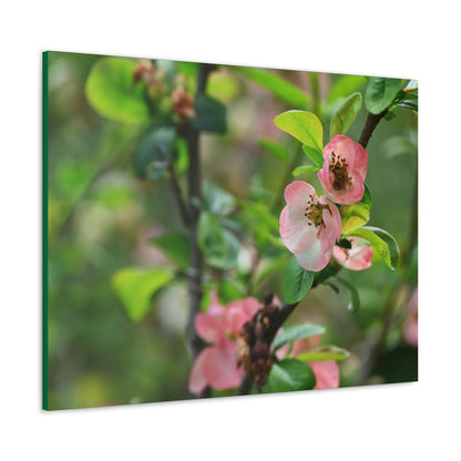 Classic Canvas - Flowering quince ( Chaenomeles speciosa ) flowers. Japan. - Multiple sizes - green sides - great quality - Green Forest Home