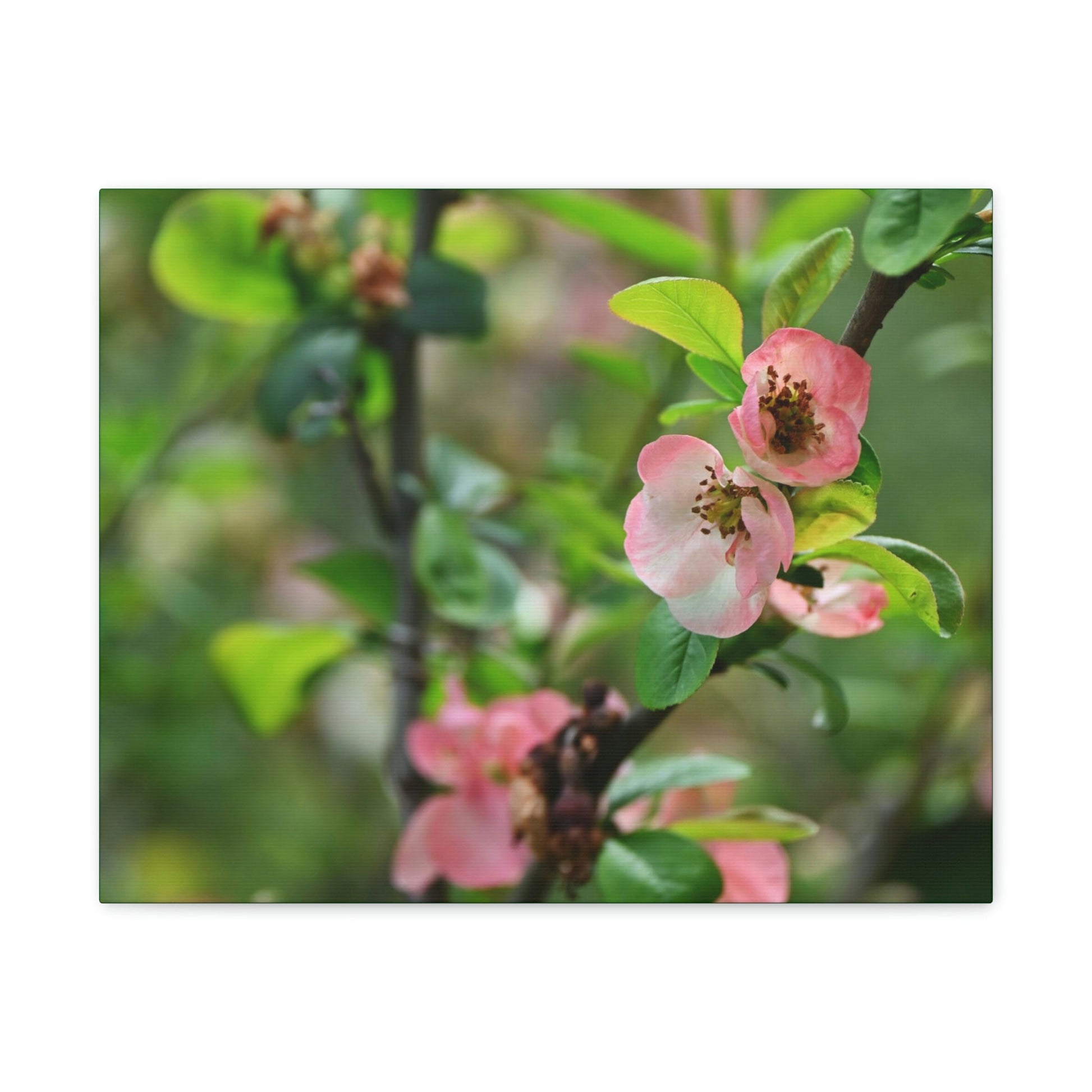 Classic Canvas - Flowering quince ( Chaenomeles speciosa ) flowers. Japan. - Multiple sizes - green sides - great quality - Green Forest Home