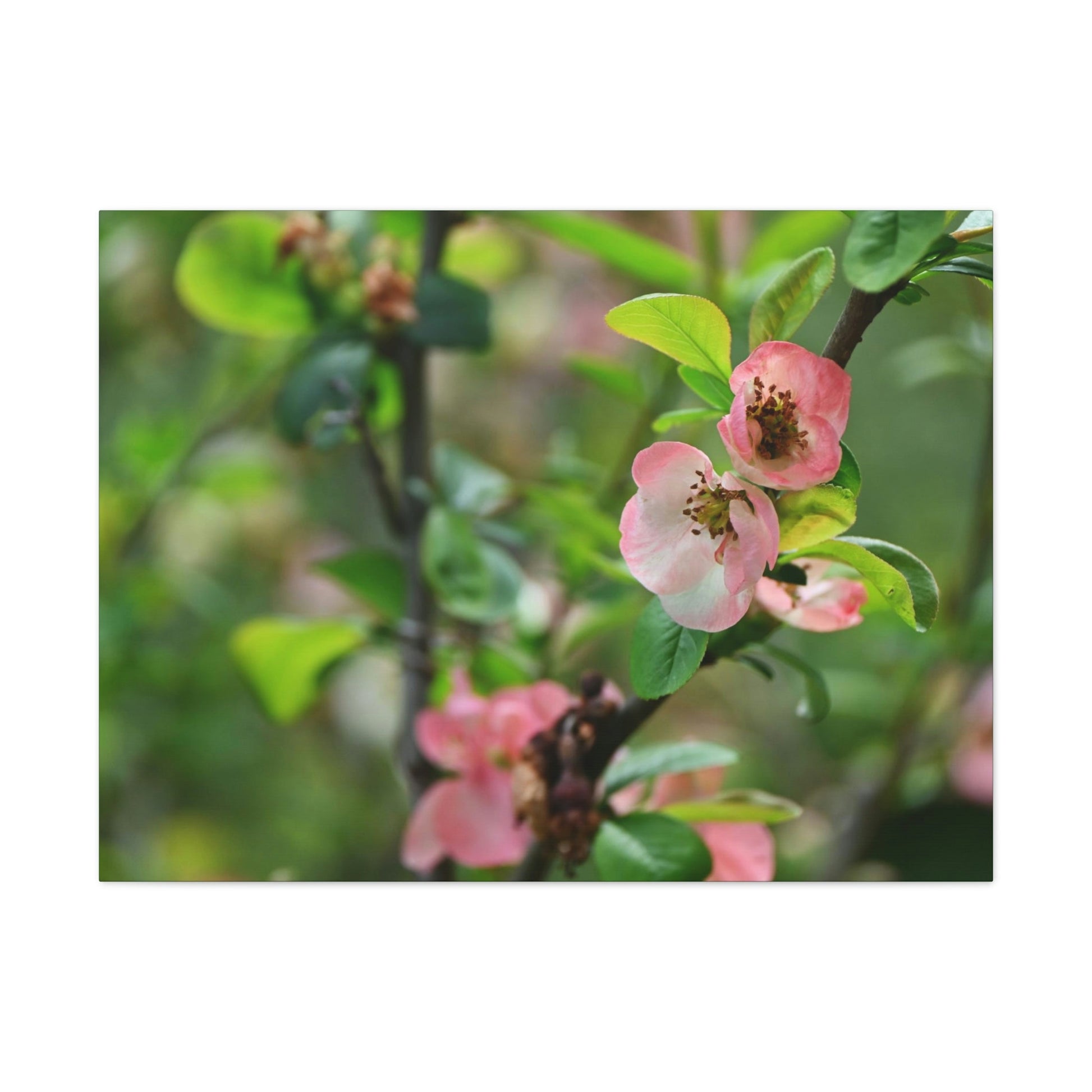 Classic Canvas - Flowering quince ( Chaenomeles speciosa ) flowers. Japan. - Multiple sizes - green sides - great quality - Green Forest Home