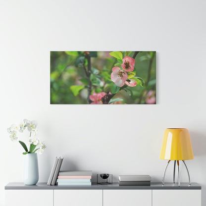 Classic Canvas - Flowering quince ( Chaenomeles speciosa ) flowers. Japan. - Multiple sizes - green sides - great quality - Green Forest Home