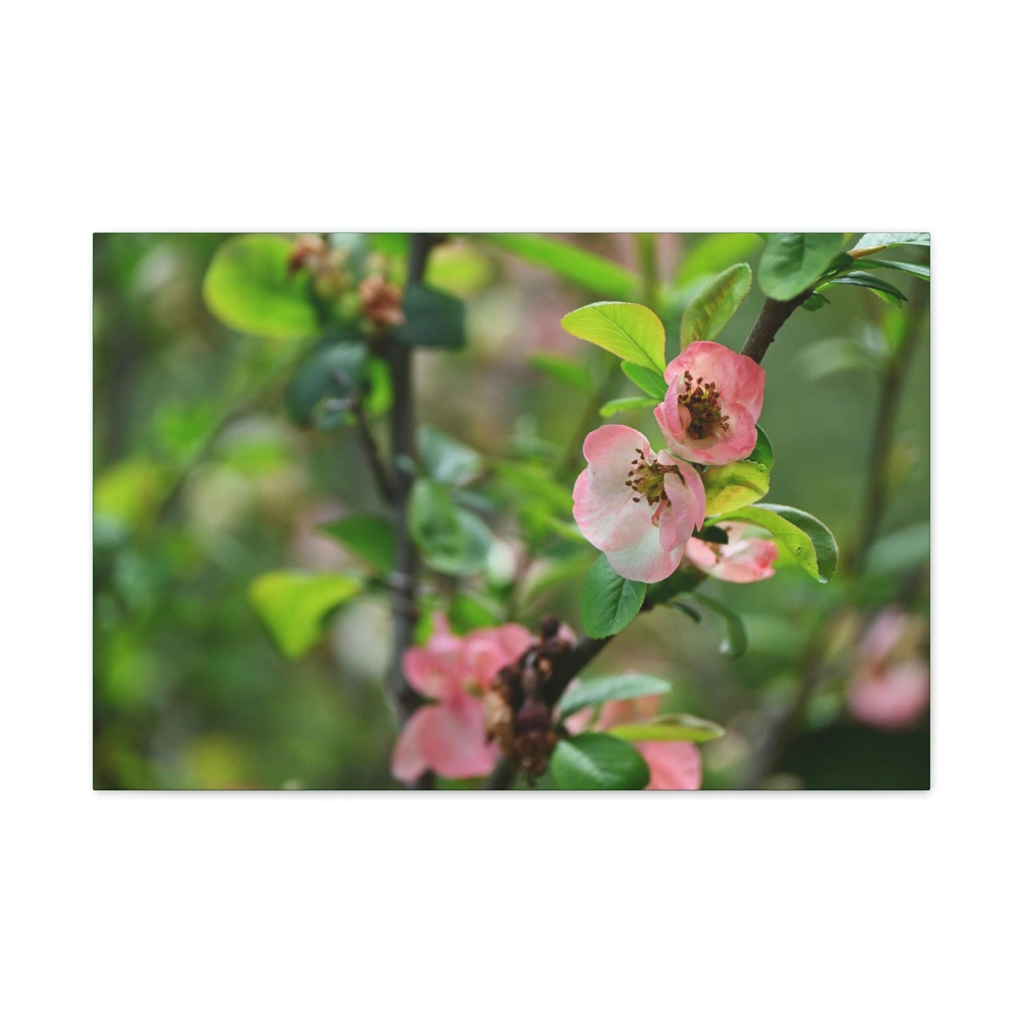 Classic Canvas - Flowering quince ( Chaenomeles speciosa ) flowers. Japan. - Multiple sizes - green sides - great quality - Green Forest Home