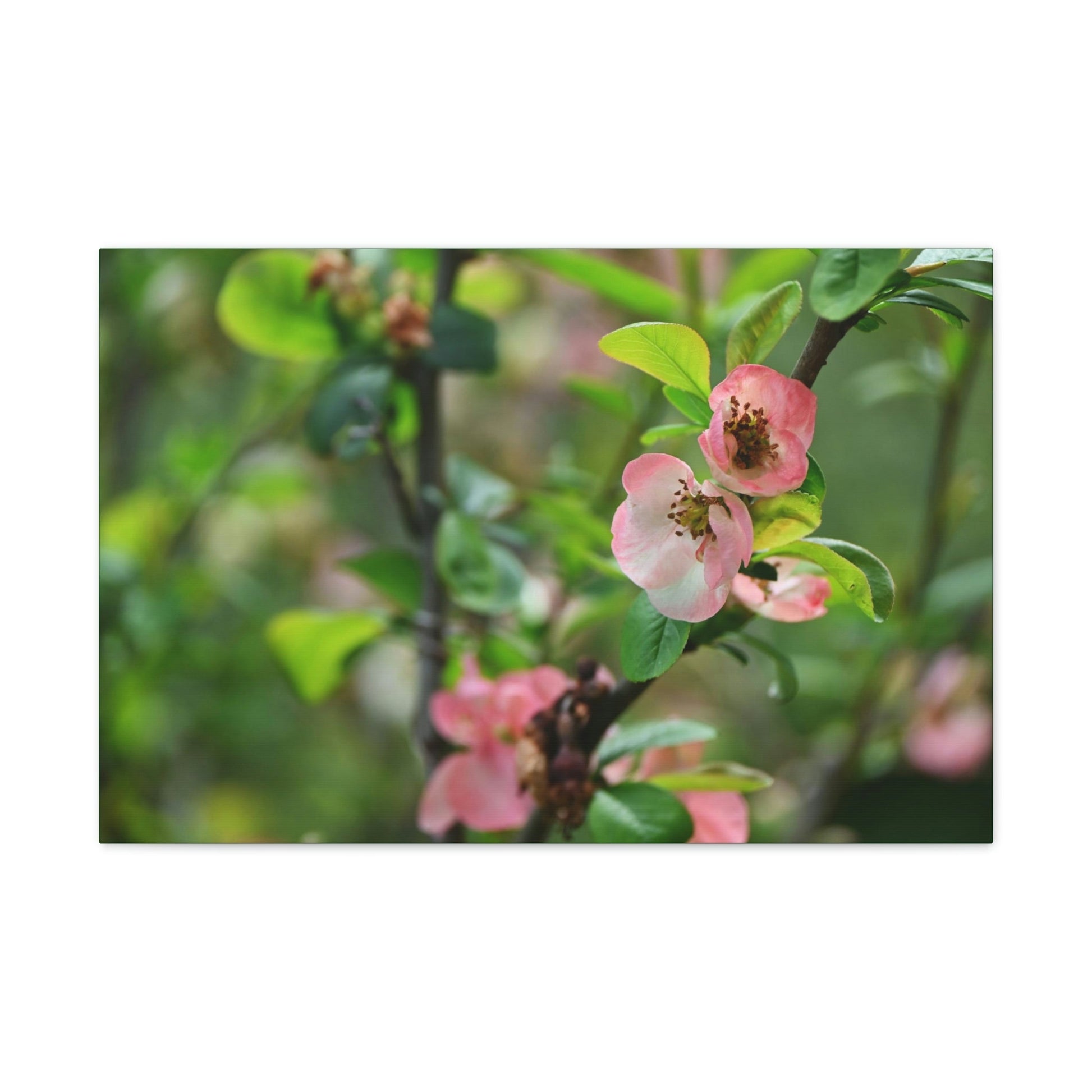 Classic Canvas - Flowering quince ( Chaenomeles speciosa ) flowers. Japan. - Multiple sizes - green sides - great quality - Green Forest Home