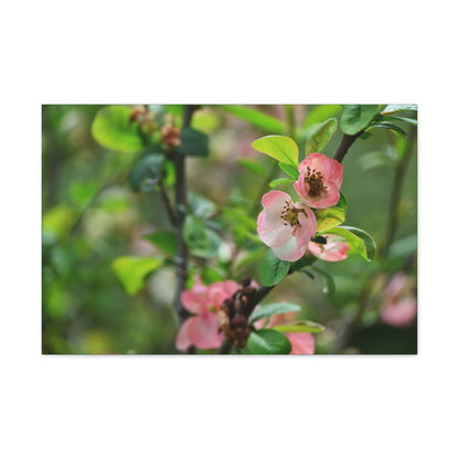 Classic Canvas - Flowering quince ( Chaenomeles speciosa ) flowers. Japan. - Multiple sizes - green sides - great quality - Green Forest Home